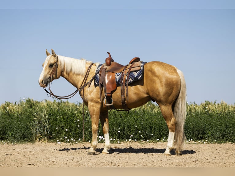 American Quarter Horse Ruin 11 Jaar 150 cm Palomino in Caldwell, ID