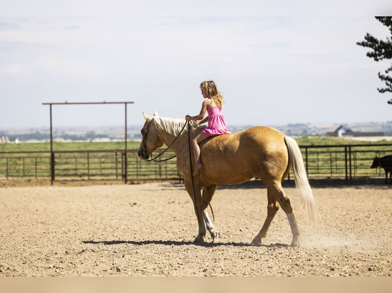 American Quarter Horse Ruin 11 Jaar 150 cm Palomino in Caldwell, ID