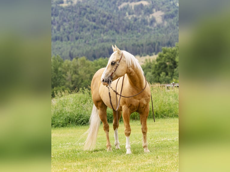 American Quarter Horse Ruin 11 Jaar 150 cm Palomino in Caldwell, ID