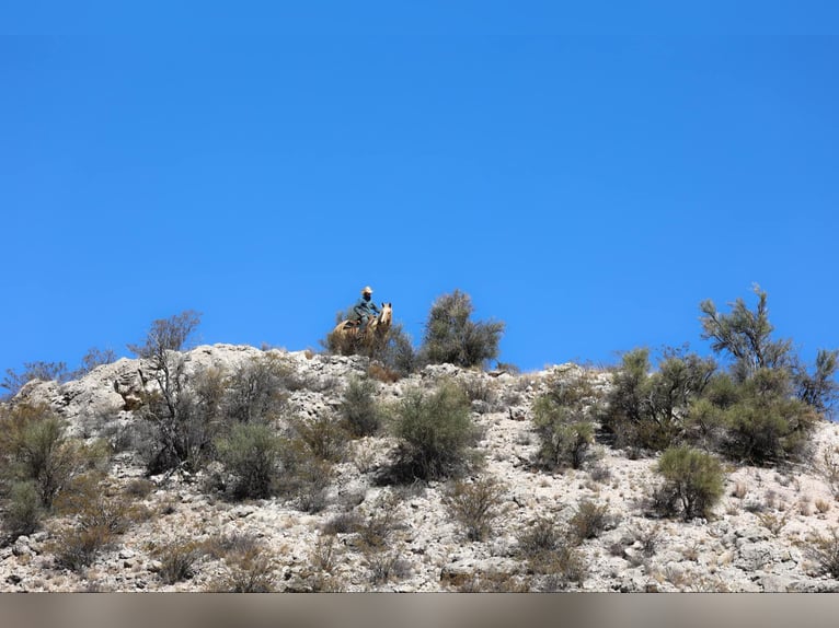 American Quarter Horse Ruin 11 Jaar 150 cm Palomino in Camp Verde TX