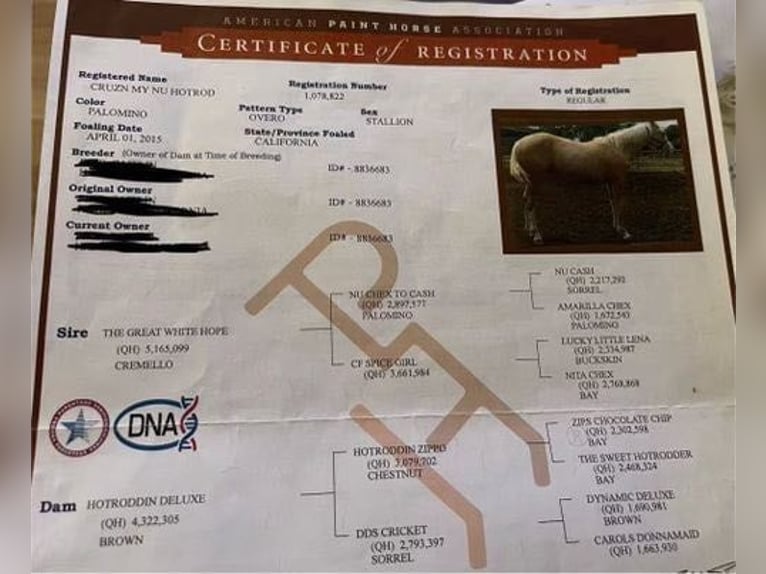 American Quarter Horse Ruin 11 Jaar 150 cm Palomino in Paicines CA