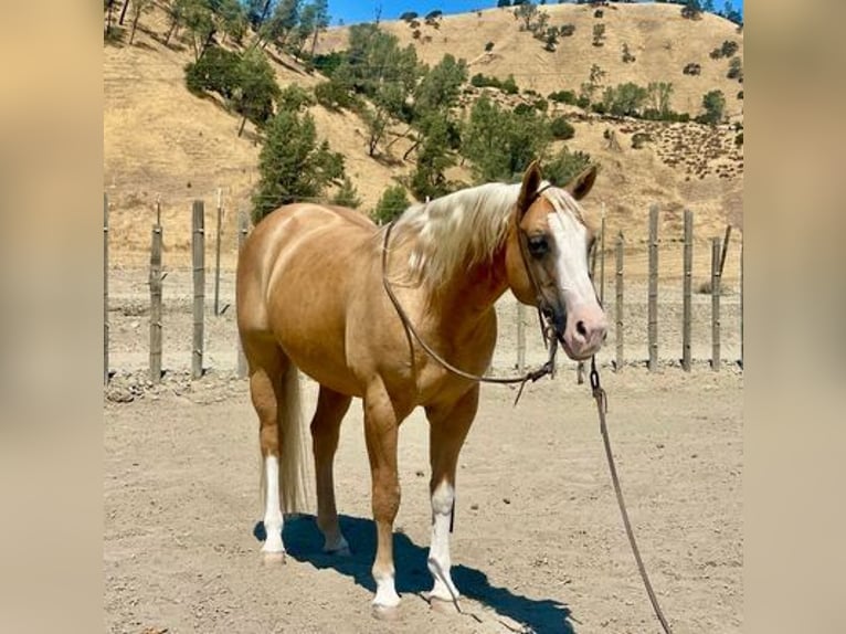 American Quarter Horse Ruin 11 Jaar 150 cm Palomino in Paicines CA