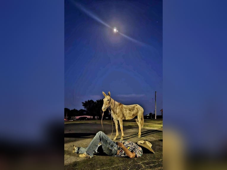 American Quarter Horse Ruin 11 Jaar 150 cm Roan-Red in LaCygne, KS