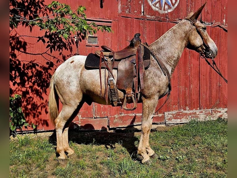 American Quarter Horse Ruin 11 Jaar 150 cm Roan-Red in LaCygne, KS