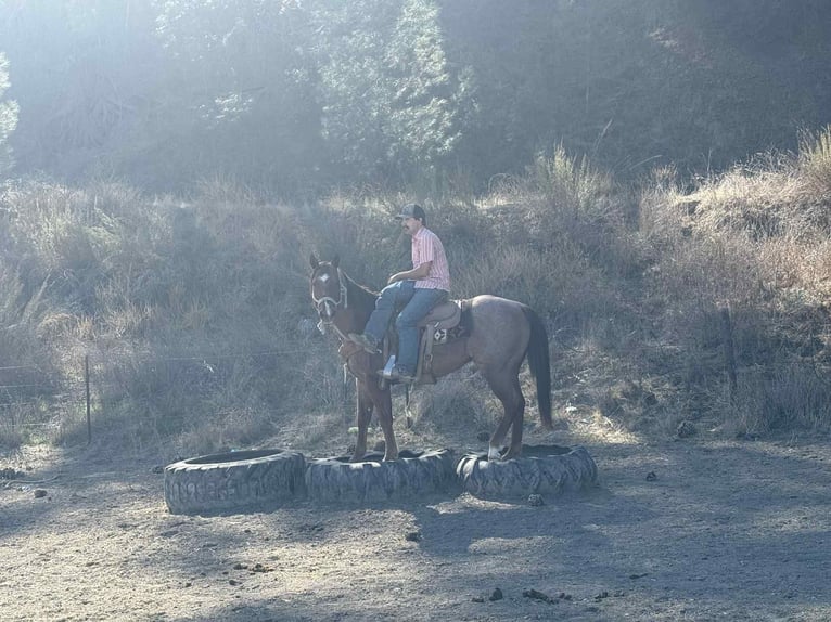 American Quarter Horse Ruin 11 Jaar 150 cm Roan-Red in paicines ca