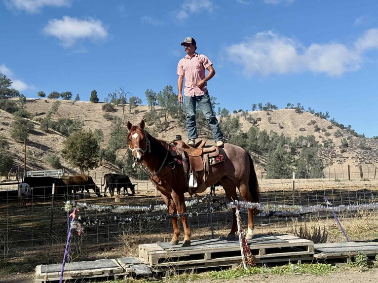 American Quarter Horse Ruin 11 Jaar 150 cm Roan-Red in paicines ca