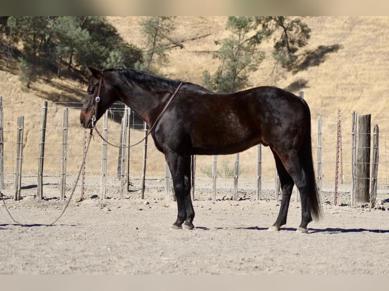 American Quarter Horse Ruin 11 Jaar 150 cm Roodbruin in Paicines CA