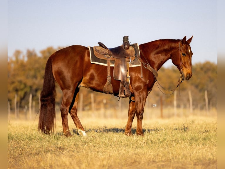 American Quarter Horse Ruin 11 Jaar 150 cm Roodvos in Cisco, TX