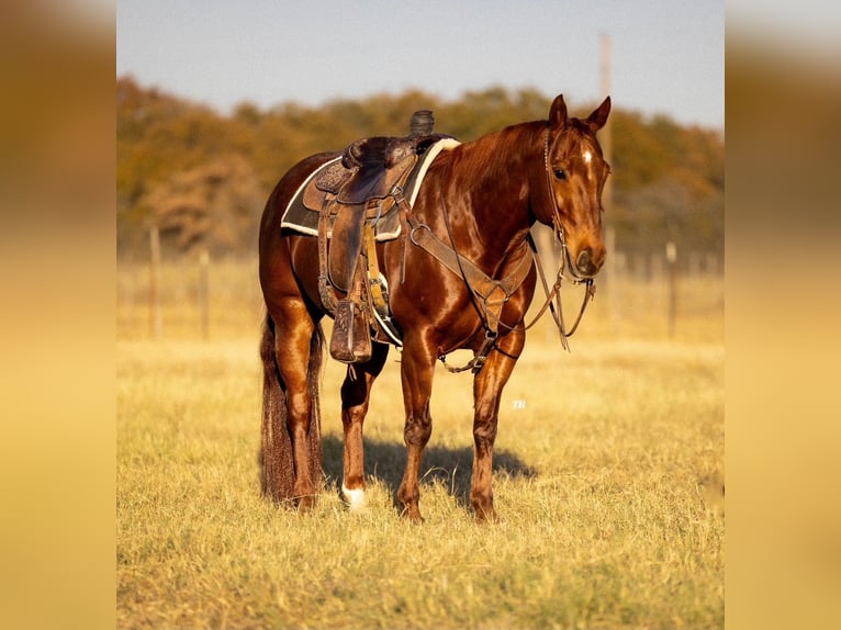 American Quarter Horse Ruin 11 Jaar 150 cm Roodvos in Cisco, TX