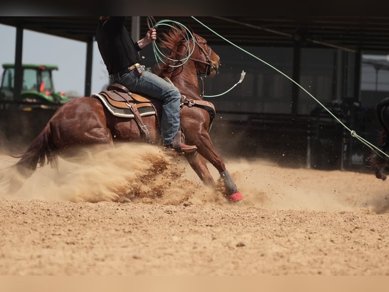 American Quarter Horse Ruin 11 Jaar 150 cm Roodvos in Cisco, TX