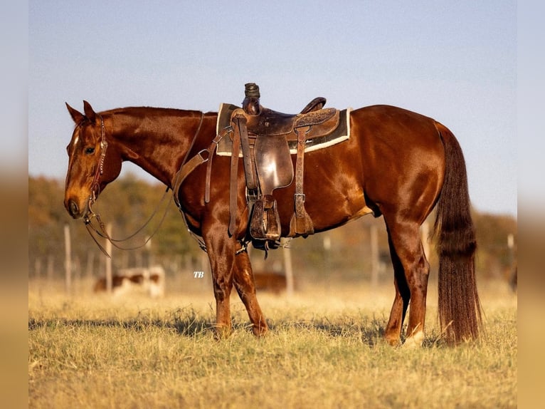 American Quarter Horse Ruin 11 Jaar 150 cm Roodvos in Cisco, TX