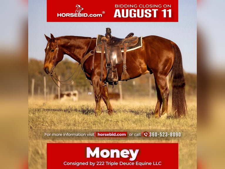 American Quarter Horse Ruin 11 Jaar 150 cm Roodvos in Cisco, TX