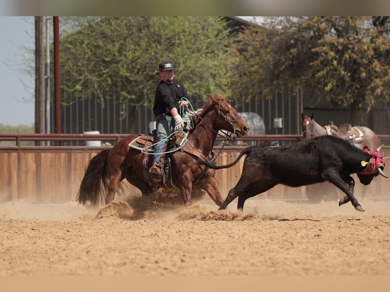 American Quarter Horse Ruin 11 Jaar 150 cm Roodvos in Cisco, TX