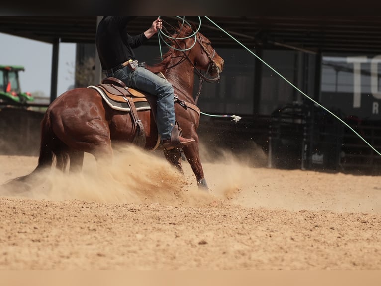 American Quarter Horse Ruin 11 Jaar 150 cm Roodvos in Cisco, TX