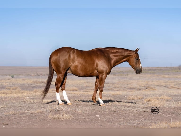 American Quarter Horse Ruin 11 Jaar 150 cm Roodvos in Canyon, TX