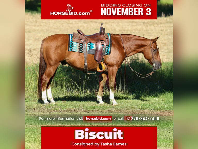 American Quarter Horse Ruin 11 Jaar 150 cm Roodvos in Henderson