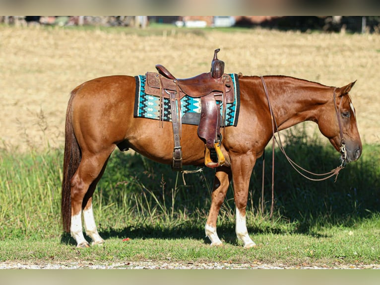 American Quarter Horse Ruin 11 Jaar 150 cm Roodvos in Henderson