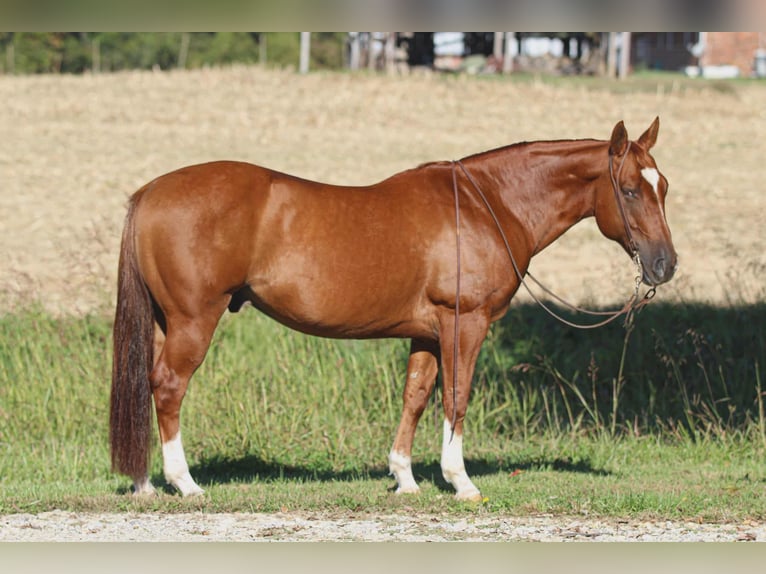 American Quarter Horse Ruin 11 Jaar 150 cm Roodvos in Henderson