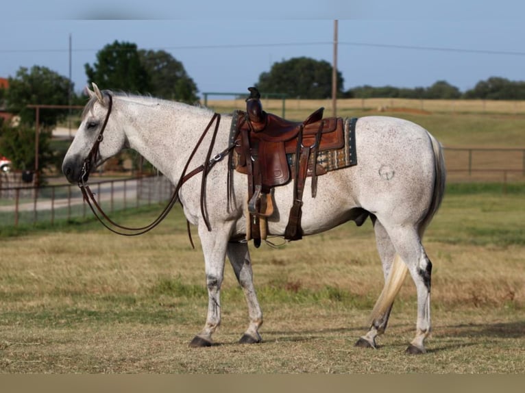 American Quarter Horse Ruin 11 Jaar 150 cm Schimmel in Joshua TX