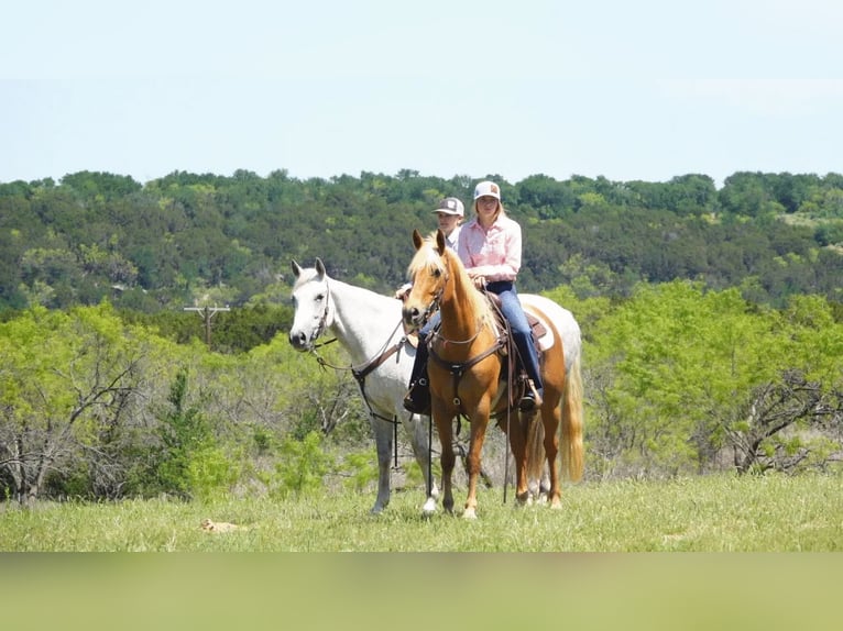 American Quarter Horse Ruin 11 Jaar 150 cm Schimmel in Weatherford TX