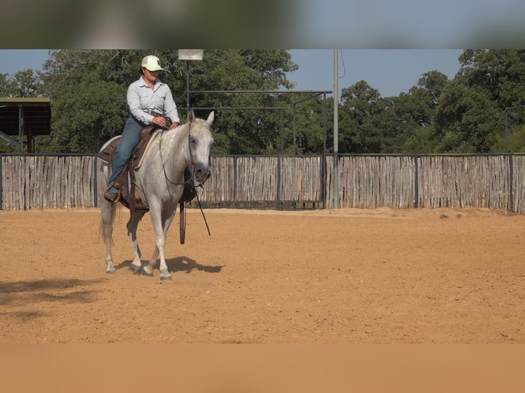 American Quarter Horse Ruin 11 Jaar 150 cm Schimmel in Weatherford TX