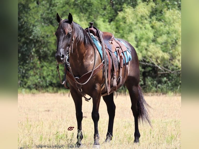 American Quarter Horse Ruin 11 Jaar 150 cm Zwart in Jacksboro, TX