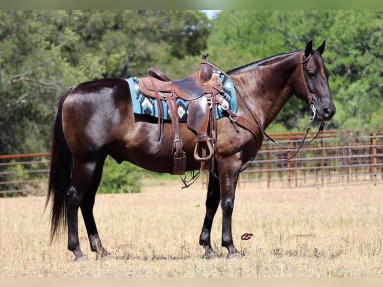 American Quarter Horse Ruin 11 Jaar 150 cm Zwart in Jacksboro, TX