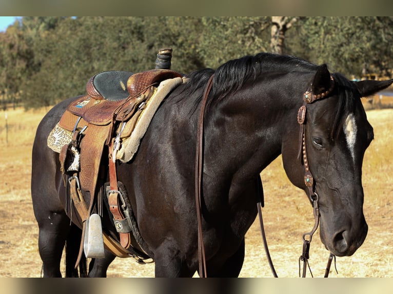 American Quarter Horse Ruin 11 Jaar 150 cm Zwart in Valley Springs  CA