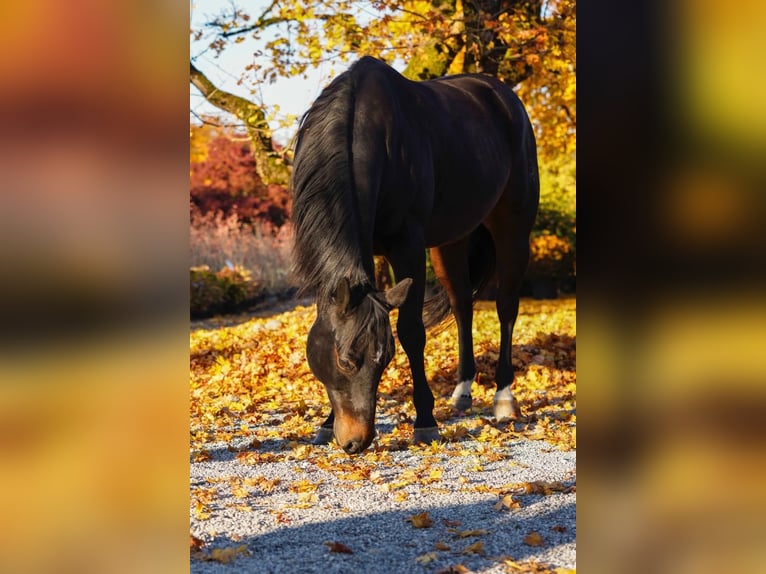 American Quarter Horse Ruin 11 Jaar 151 cm Bruin in Hinwil