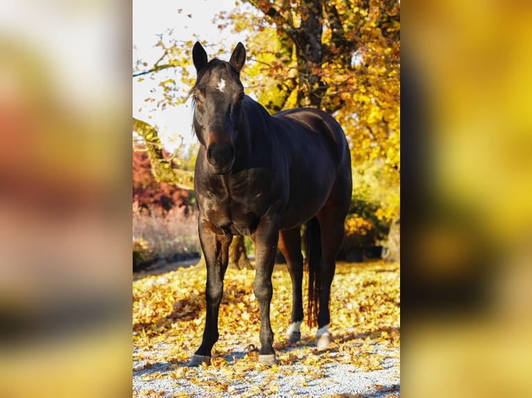American Quarter Horse Ruin 11 Jaar 151 cm Bruin in Hinwil