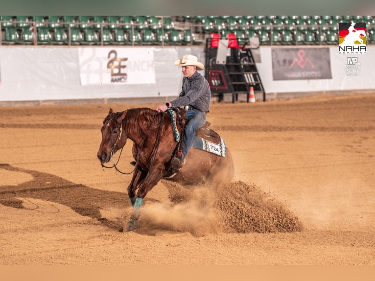 American Quarter Horse Ruin 11 Jaar 151 cm Donkere-vos in Clenze Seelwig