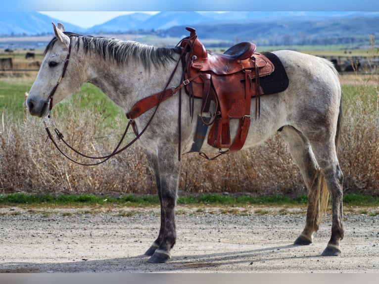 American Quarter Horse Ruin 11 Jaar 152 cm Appelschimmel in Salmonsalmon, ID