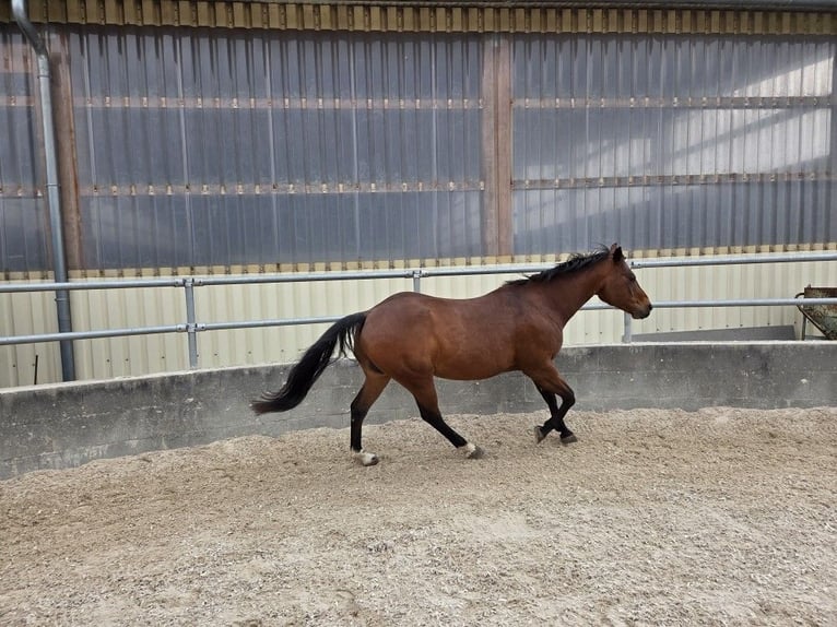 American Quarter Horse Ruin 11 Jaar 152 cm Bruin in Remseck am Neckar