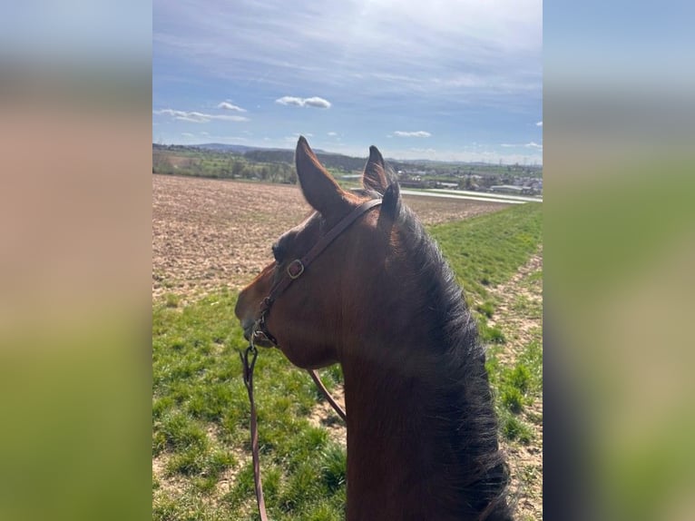 American Quarter Horse Ruin 11 Jaar 152 cm Bruin in Remseck am Neckar