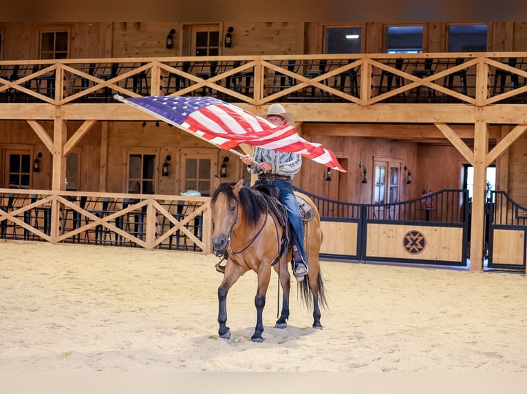 American Quarter Horse Ruin 11 Jaar 152 cm Buckskin in Needmore