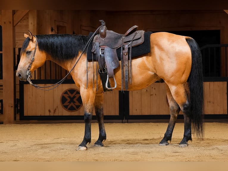 American Quarter Horse Ruin 11 Jaar 152 cm Buckskin in Needmore