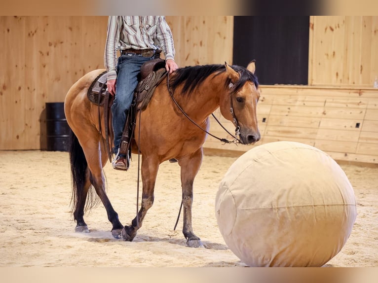 American Quarter Horse Ruin 11 Jaar 152 cm Buckskin in Needmore