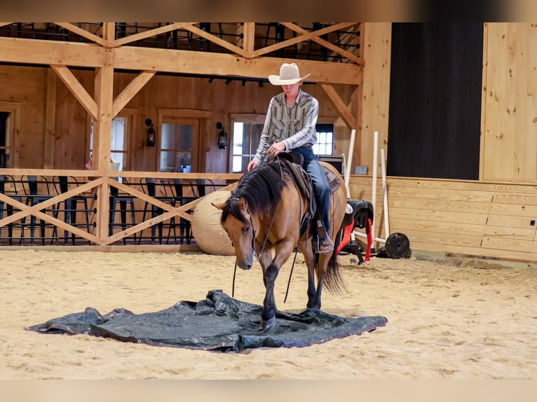 American Quarter Horse Ruin 11 Jaar 152 cm Buckskin in Needmore