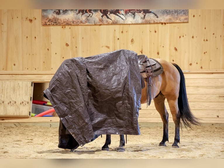 American Quarter Horse Ruin 11 Jaar 152 cm Buckskin in Needmore