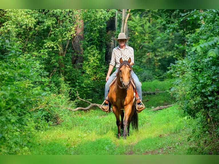 American Quarter Horse Ruin 11 Jaar 152 cm Buckskin in Needmore