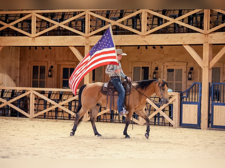 American Quarter Horse Ruin 11 Jaar 152 cm Buckskin in Needmore