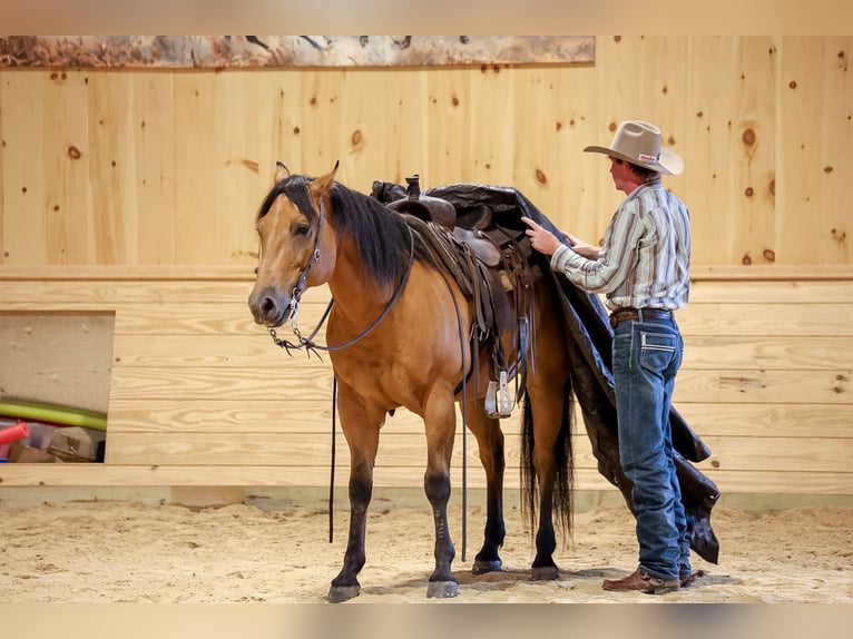 American Quarter Horse Ruin 11 Jaar 152 cm Buckskin in Needmore