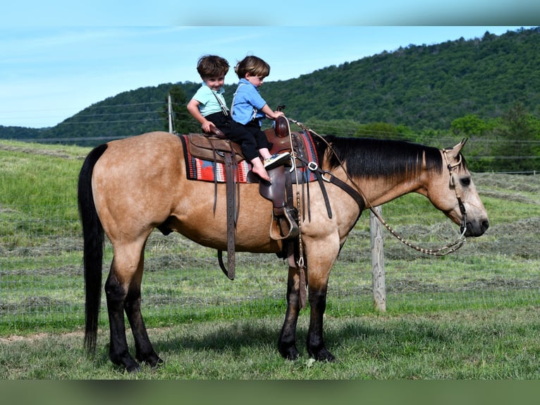 American Quarter Horse Ruin 11 Jaar 152 cm Buckskin in Rebersburg