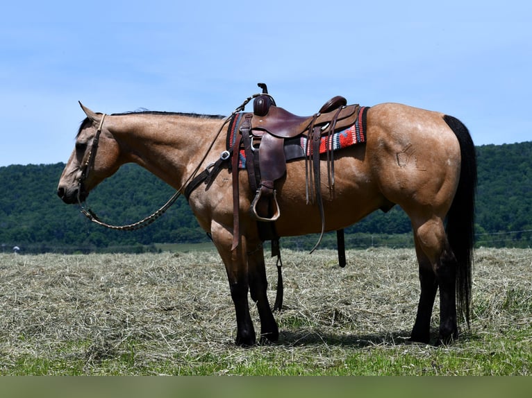 American Quarter Horse Ruin 11 Jaar 152 cm Buckskin in Rebersburg