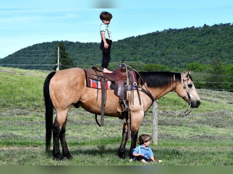 American Quarter Horse Ruin 11 Jaar 152 cm Buckskin in Rebersburg