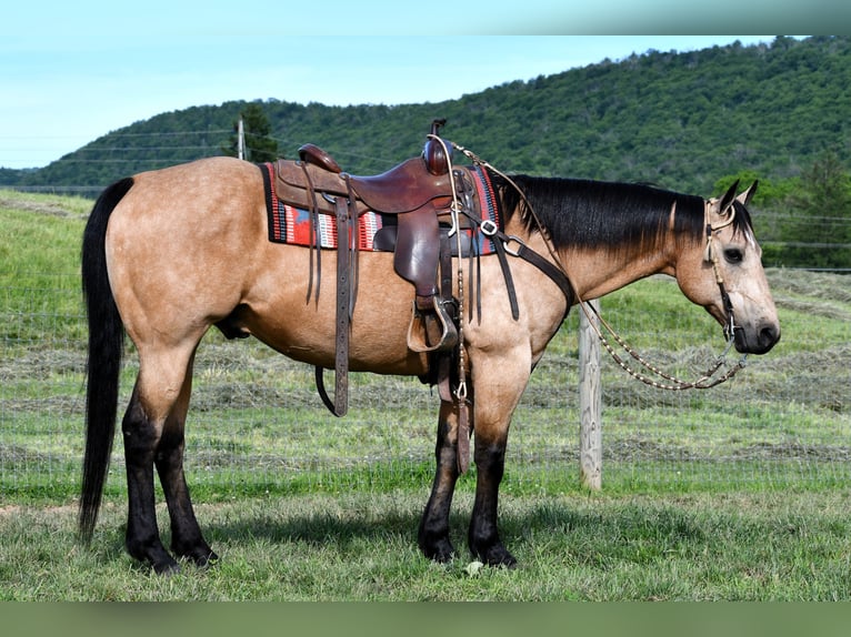 American Quarter Horse Ruin 11 Jaar 152 cm Buckskin in Rebersburg