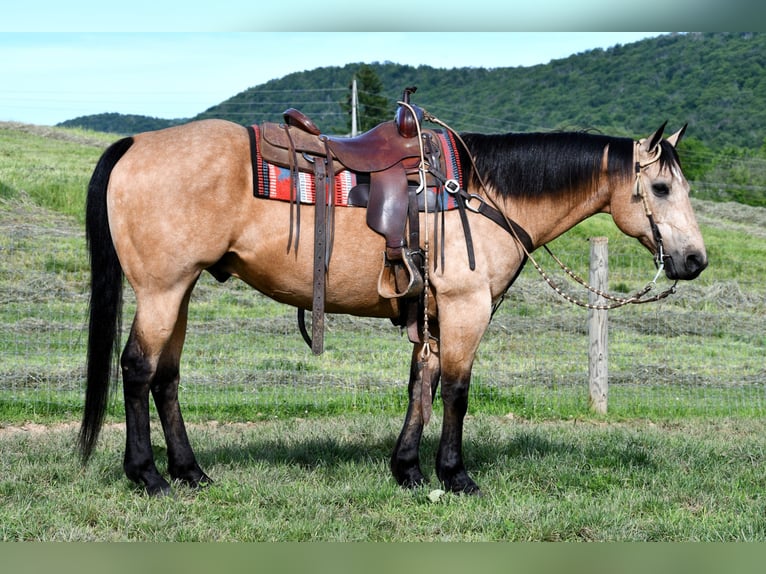 American Quarter Horse Ruin 11 Jaar 152 cm Buckskin in Rebersburg