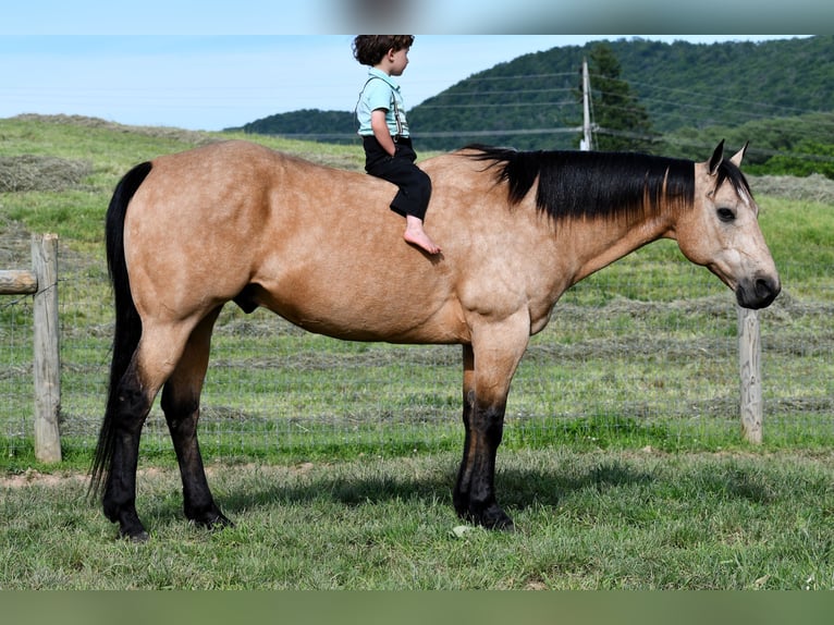 American Quarter Horse Ruin 11 Jaar 152 cm Buckskin in Rebersburg