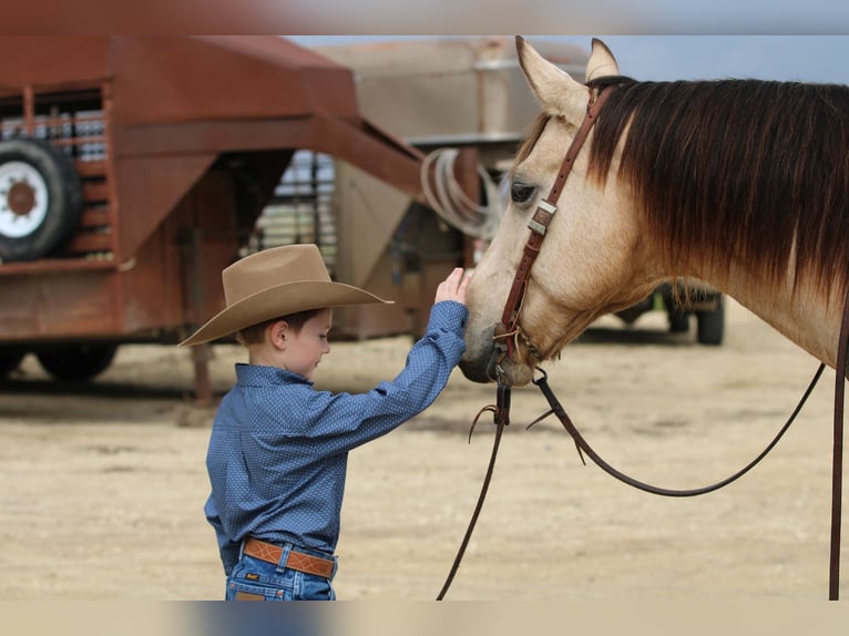 American Quarter Horse Ruin 11 Jaar 152 cm Buckskin in Stephenville TX