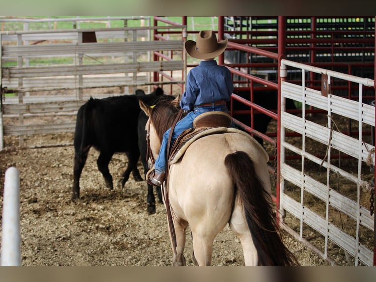 American Quarter Horse Ruin 11 Jaar 152 cm Buckskin in Stephenville TX